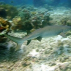 Malediven0029.jpg
