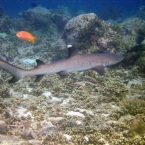 Malediven0033.jpg