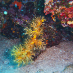 adi-18