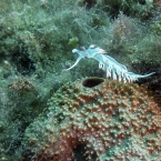 flabellina