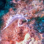 flabellina