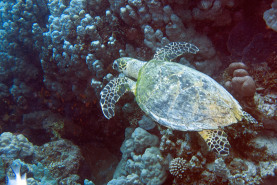 tauchsafari-brother-island-2012