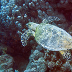 p1010242